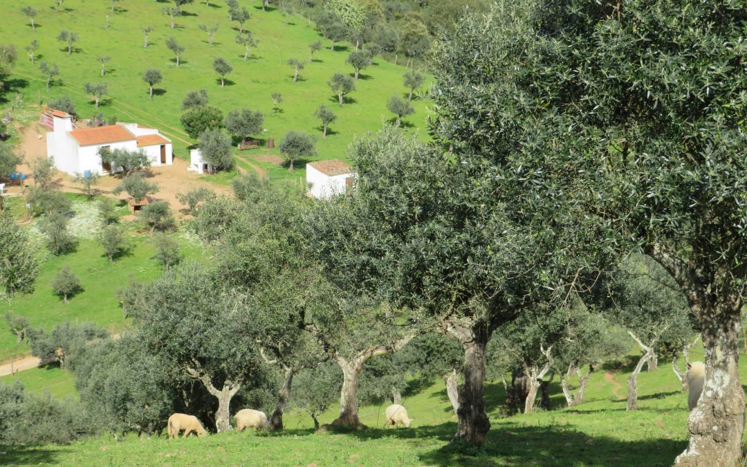Olivenhaine am Alqueva: Charakterisierung und Perspektiven