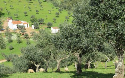Olive groves and the Alqueva: characterisation and perspectives