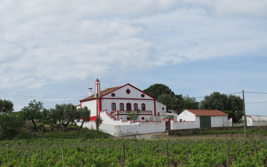 SOLD – Wine Estate for Sale in Reguengos – Alentejo – 1.350.000 EUR