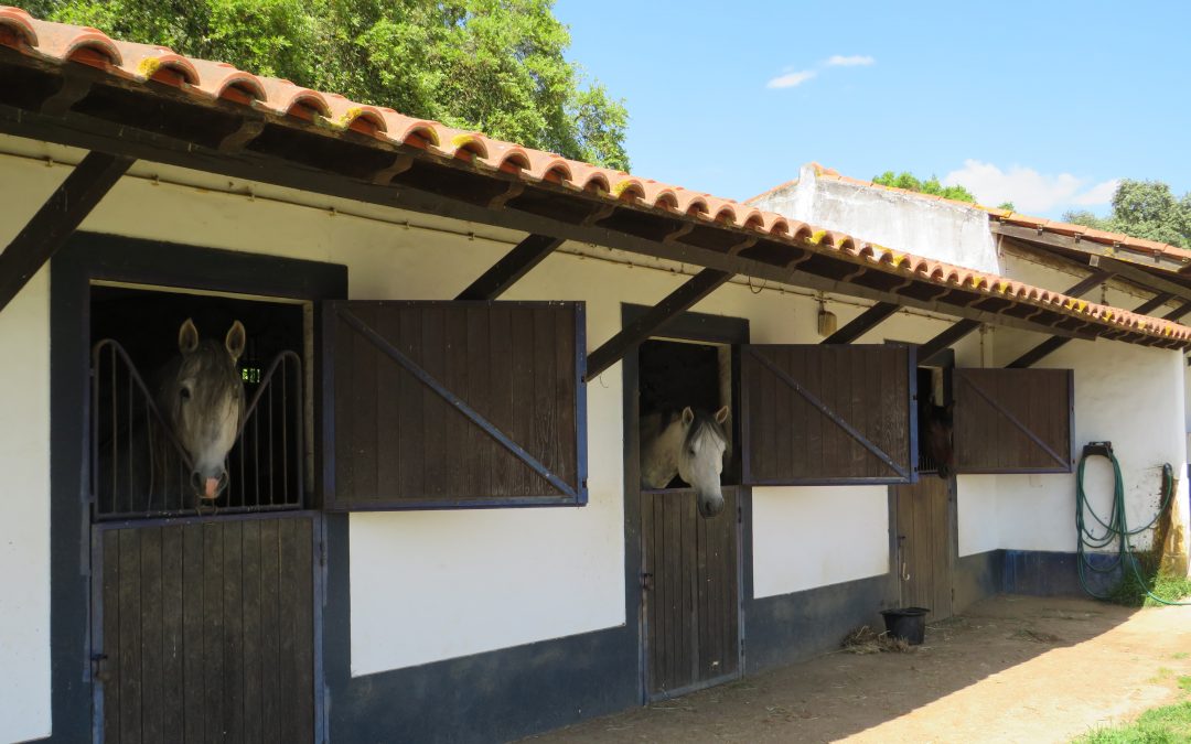 Classic Alentejo property with Stables, main residence and 46 hectares of land – Montemor – Alentejo – 1.510.000 EUR